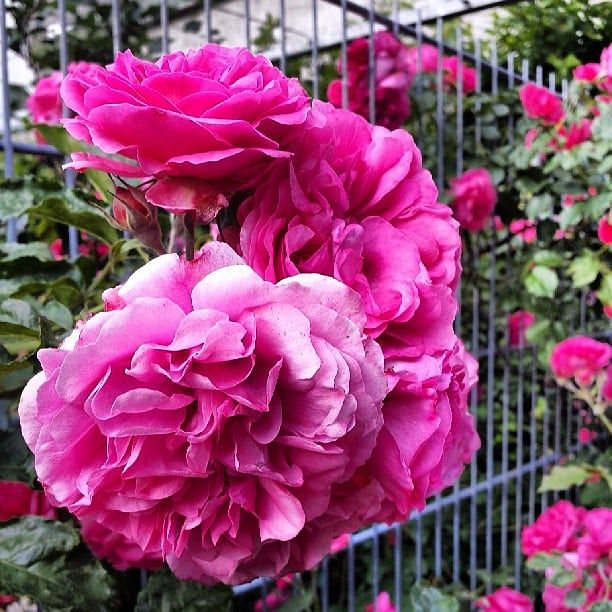 Roses.