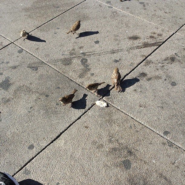 Marius teaches birds cannibalism...