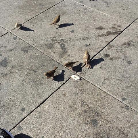 Marius teaches birds cannibalism... by Scott Joyce