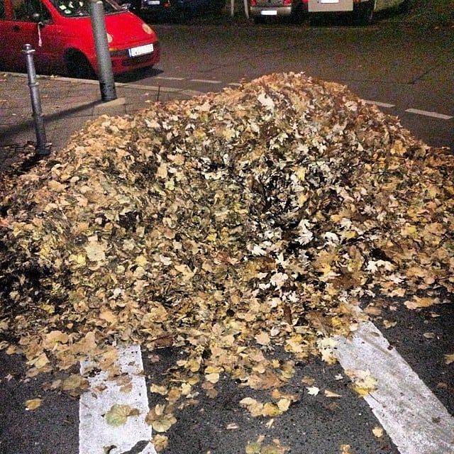 Can you guess what I want to do with this giant pile of leaves? 