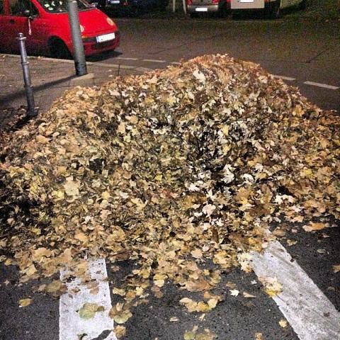 Can you guess what I want to do with this giant pile of leaves?  by Scott Joyce