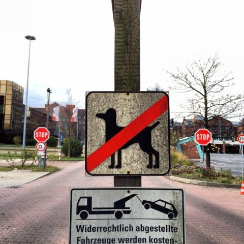 No mutant poodles! by Scott Joyce