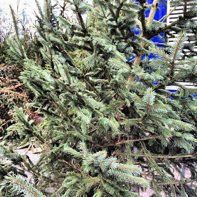 Happy Christmas trees!