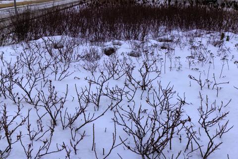 Photograph by Scott Joyce