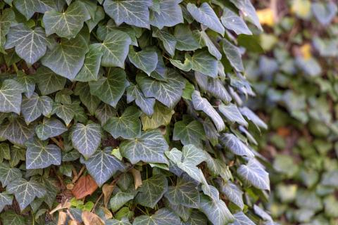 Photograph by Scott Joyce