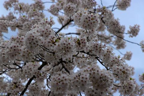 Photograph by Scott Joyce