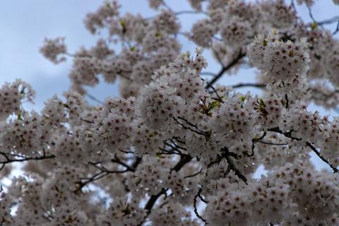 Photograph by Scott Joyce