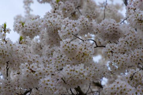 Photograph by Scott Joyce