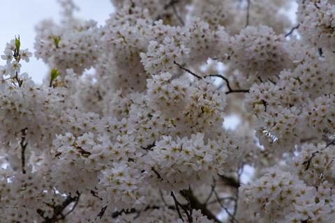 Photograph by Scott Joyce