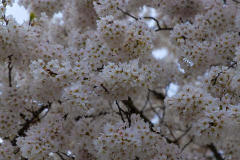 Photograph by Scott Joyce