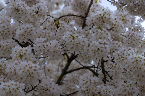 Photograph by Scott Joyce