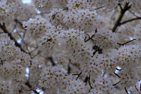 Photograph by Scott Joyce