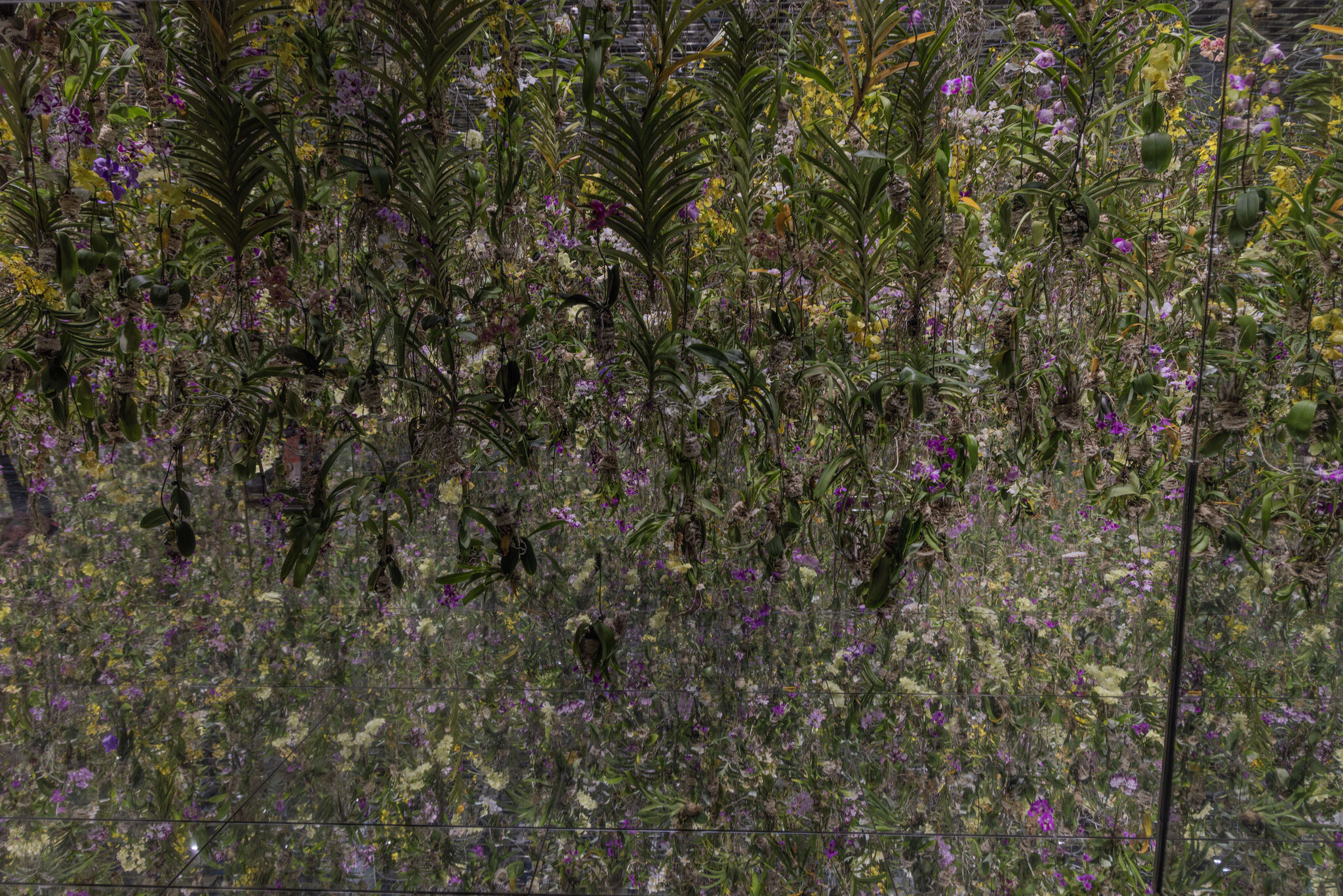 Large image