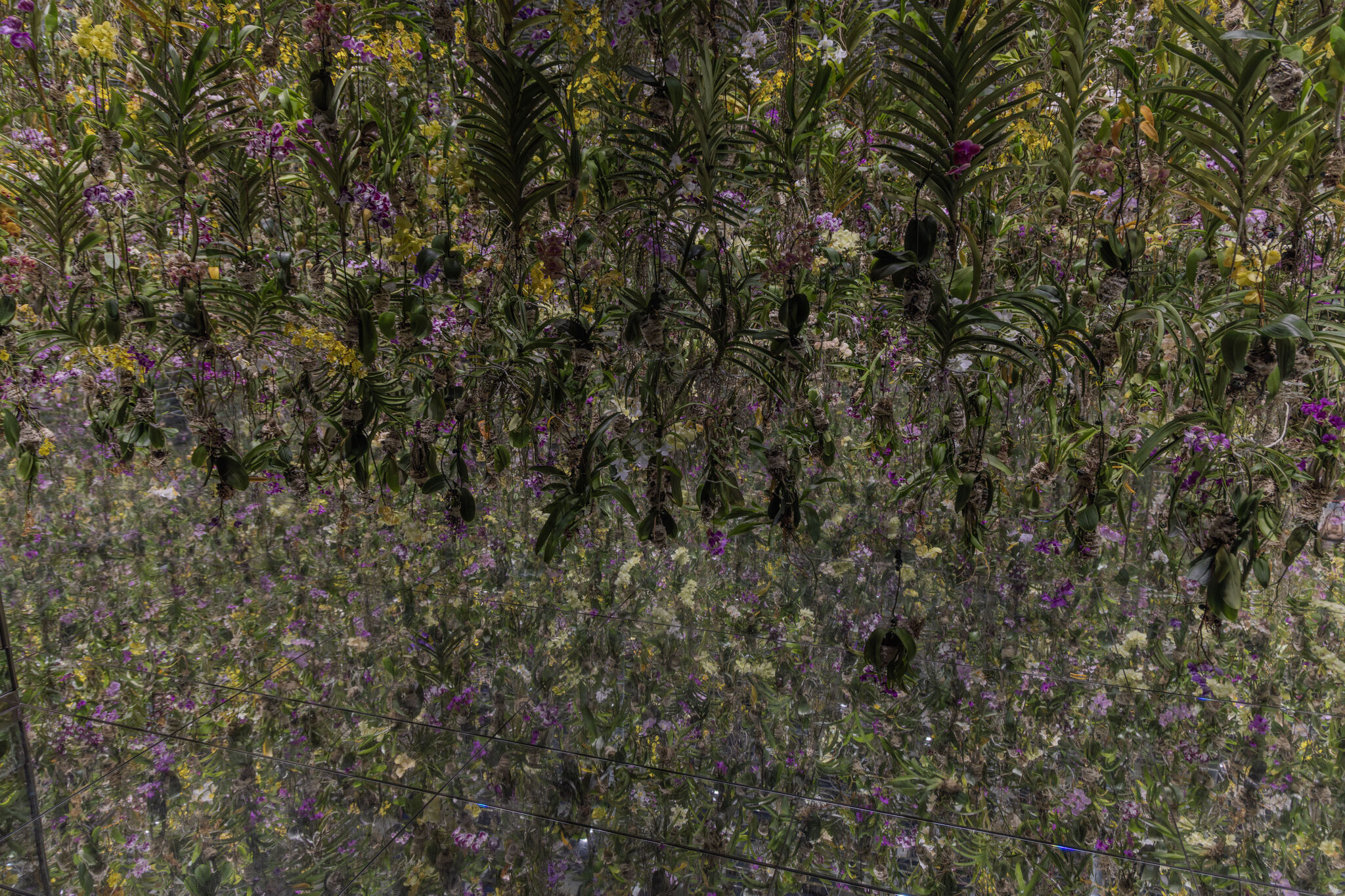 Large image