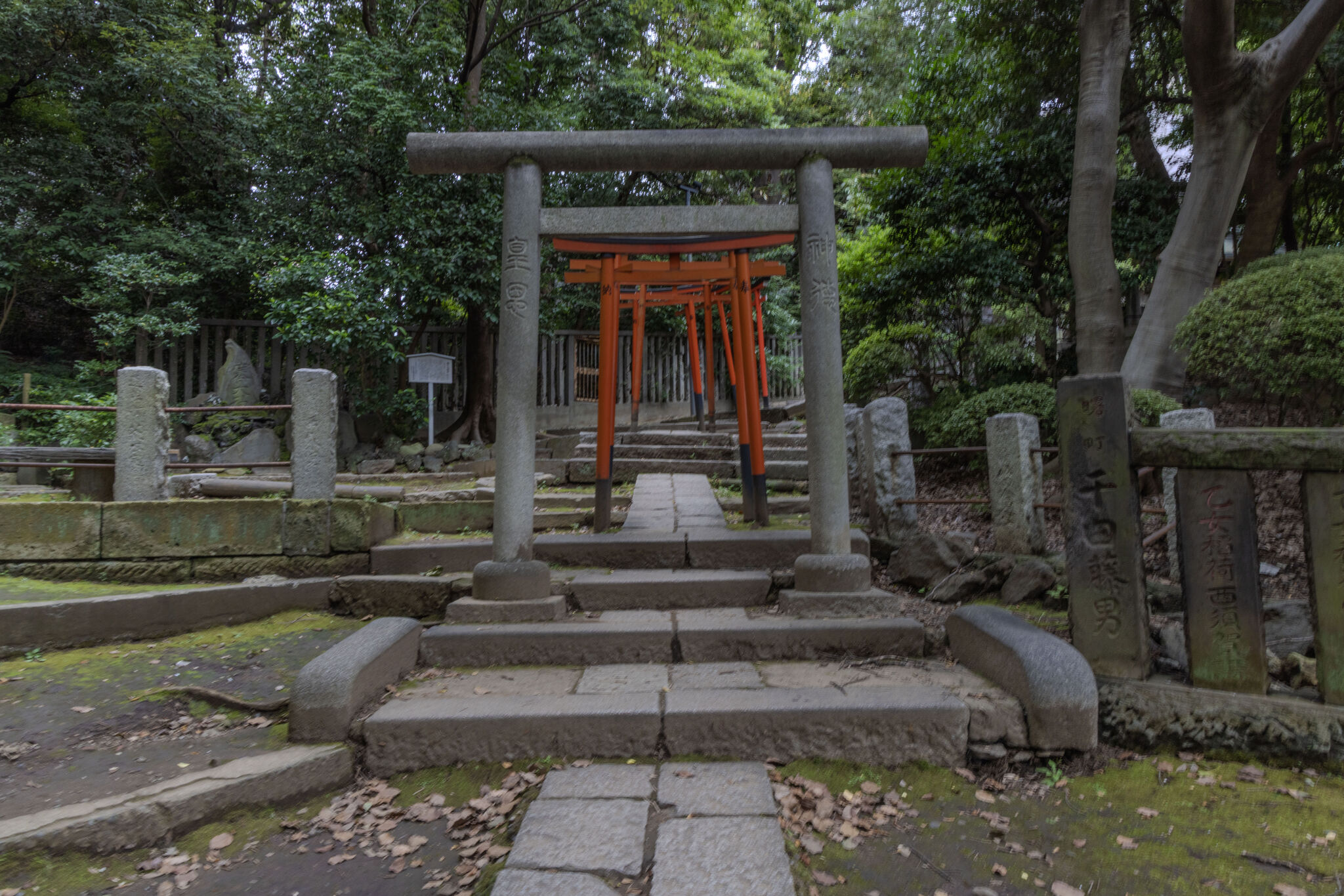 Large image